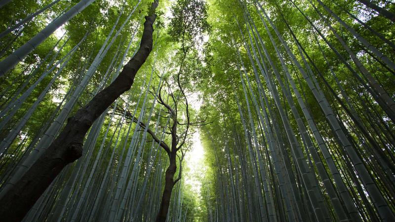 征途国际核心业务全球物流网络展示
